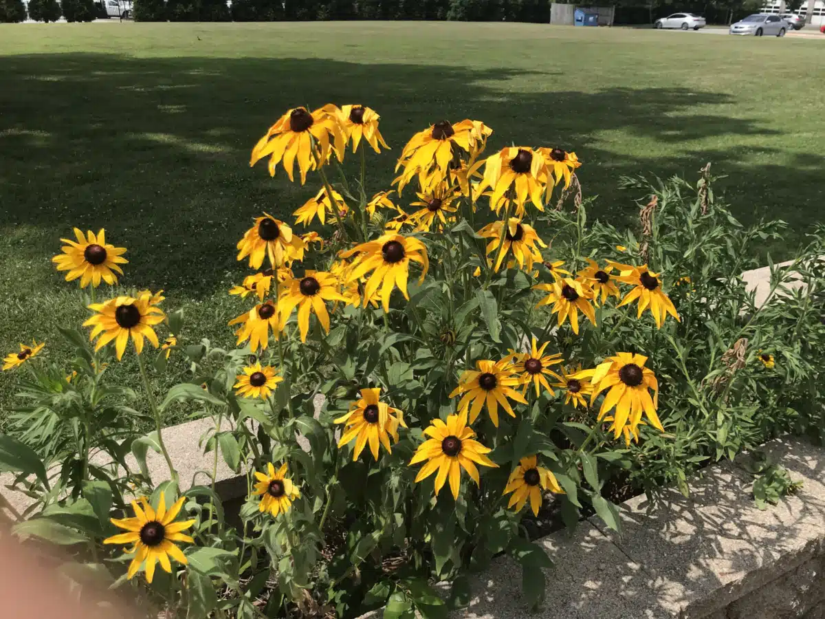 Arisa Health - Preview